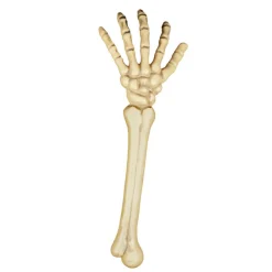 Skelett-Arm, ca. 46cm, Kunststoff